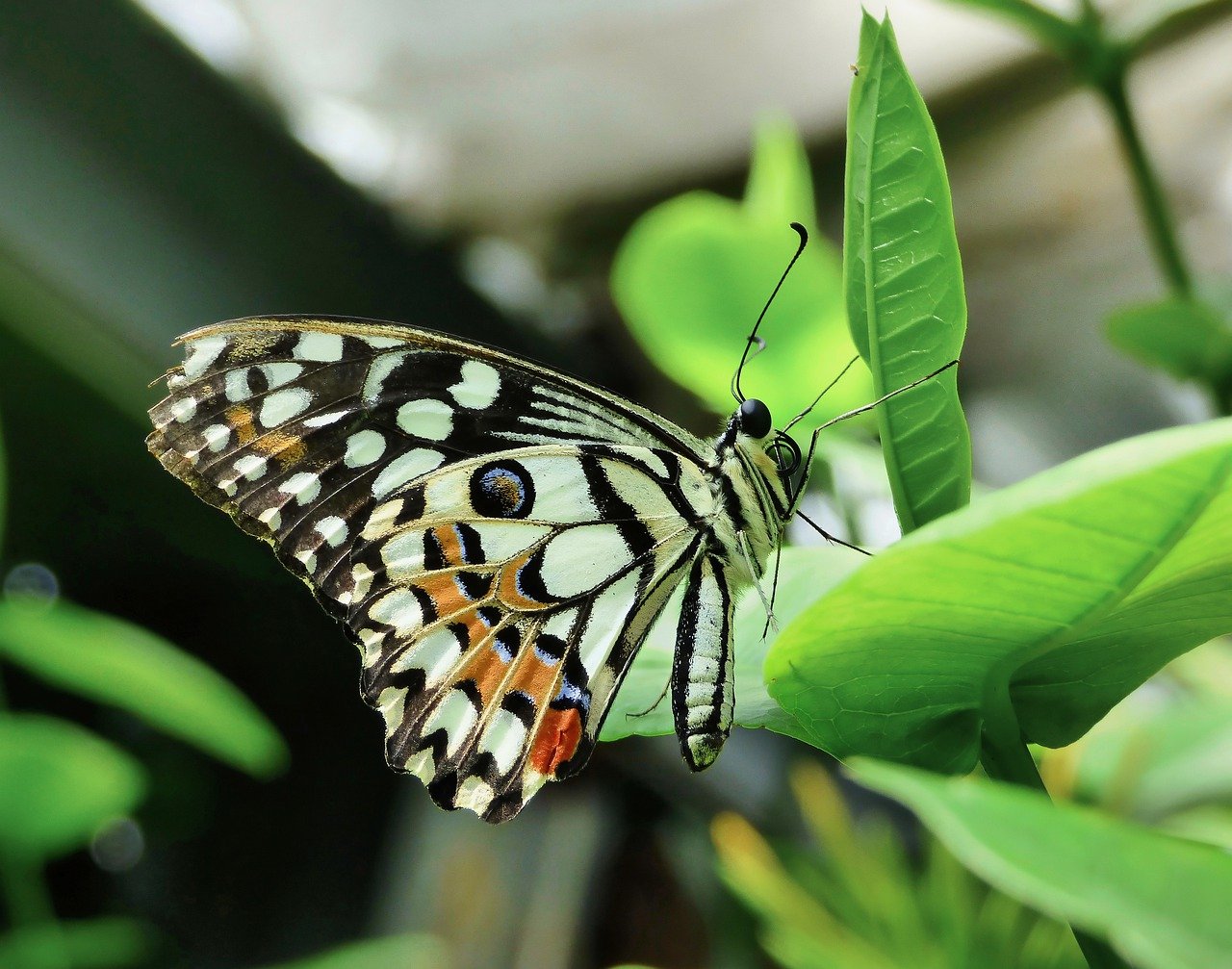 Butterfly on plant