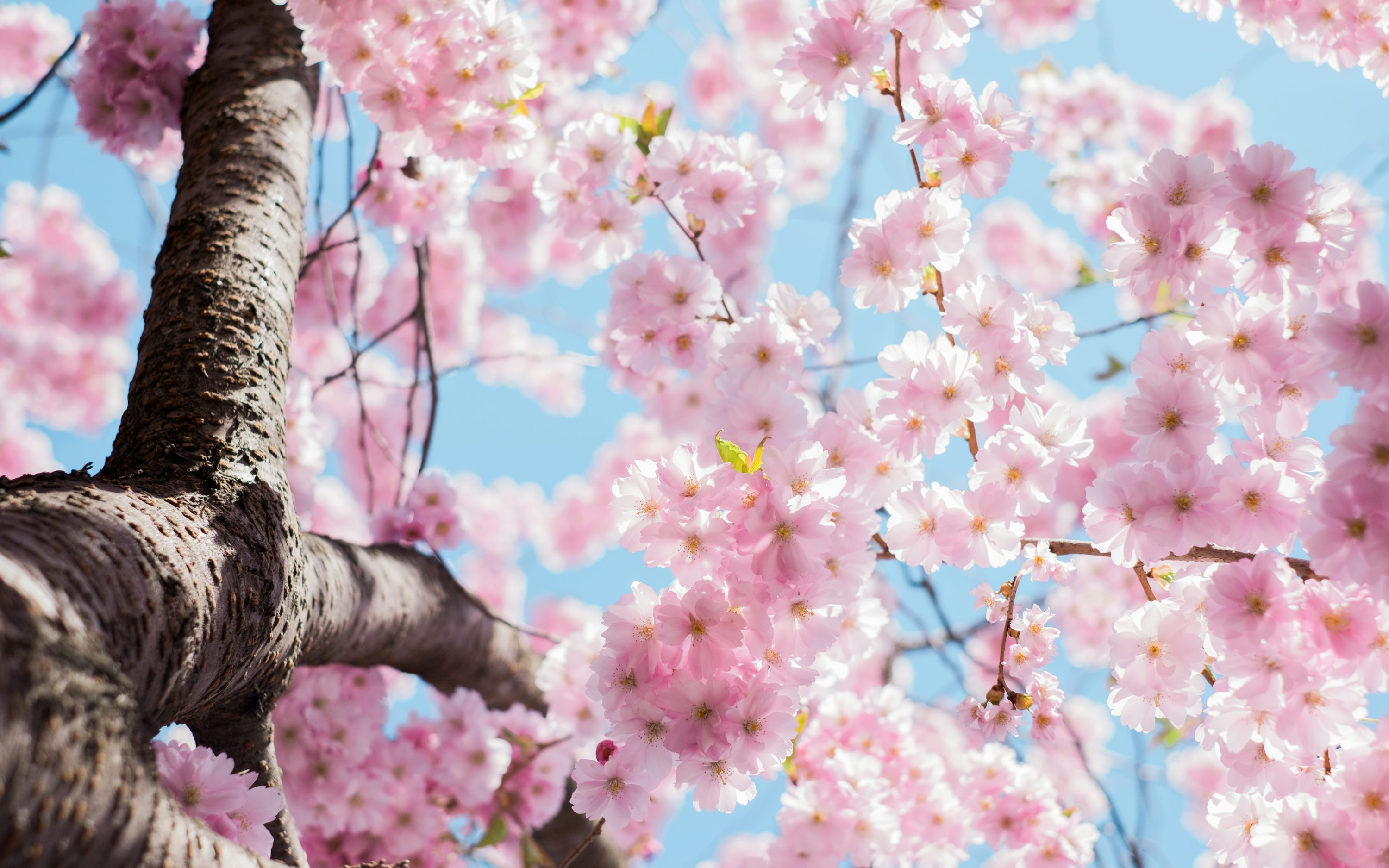 Blossoming cherry blossoms