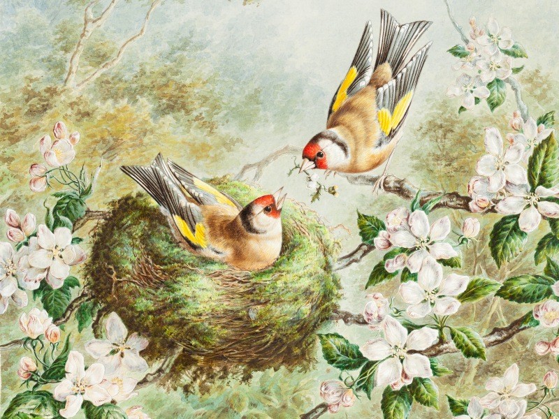 Two birds on nest