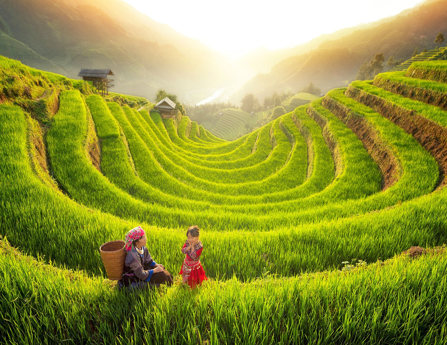 "Rice Fields"