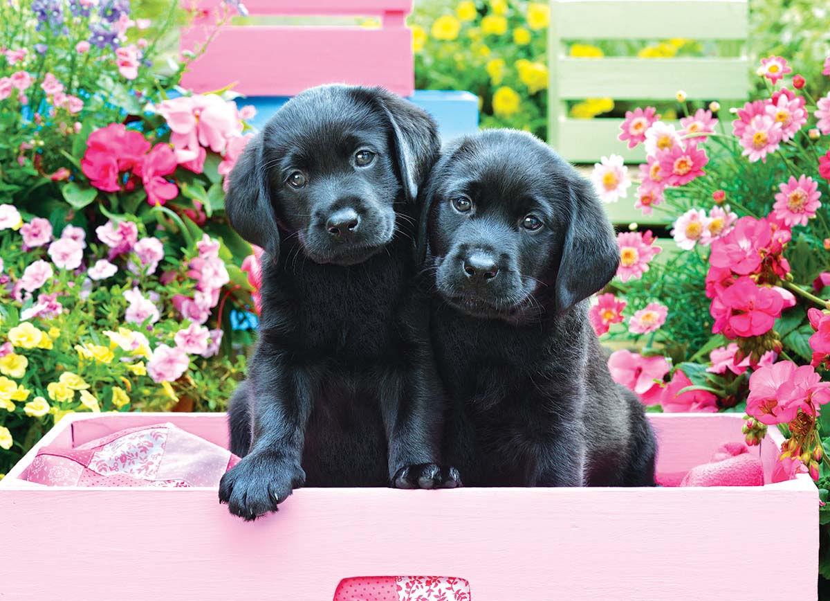 Two puppies in flowers