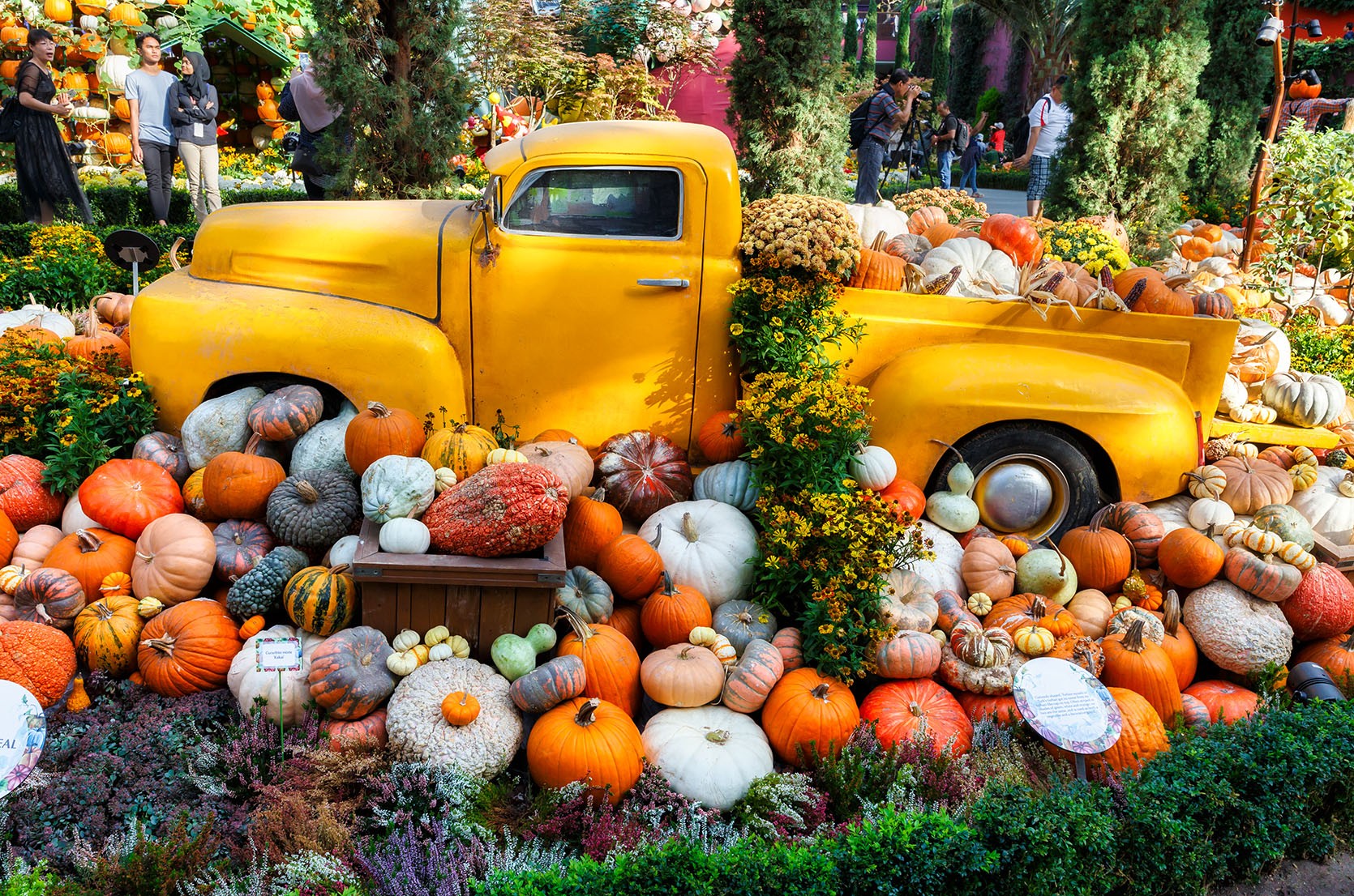 Multiple pumpkins on display