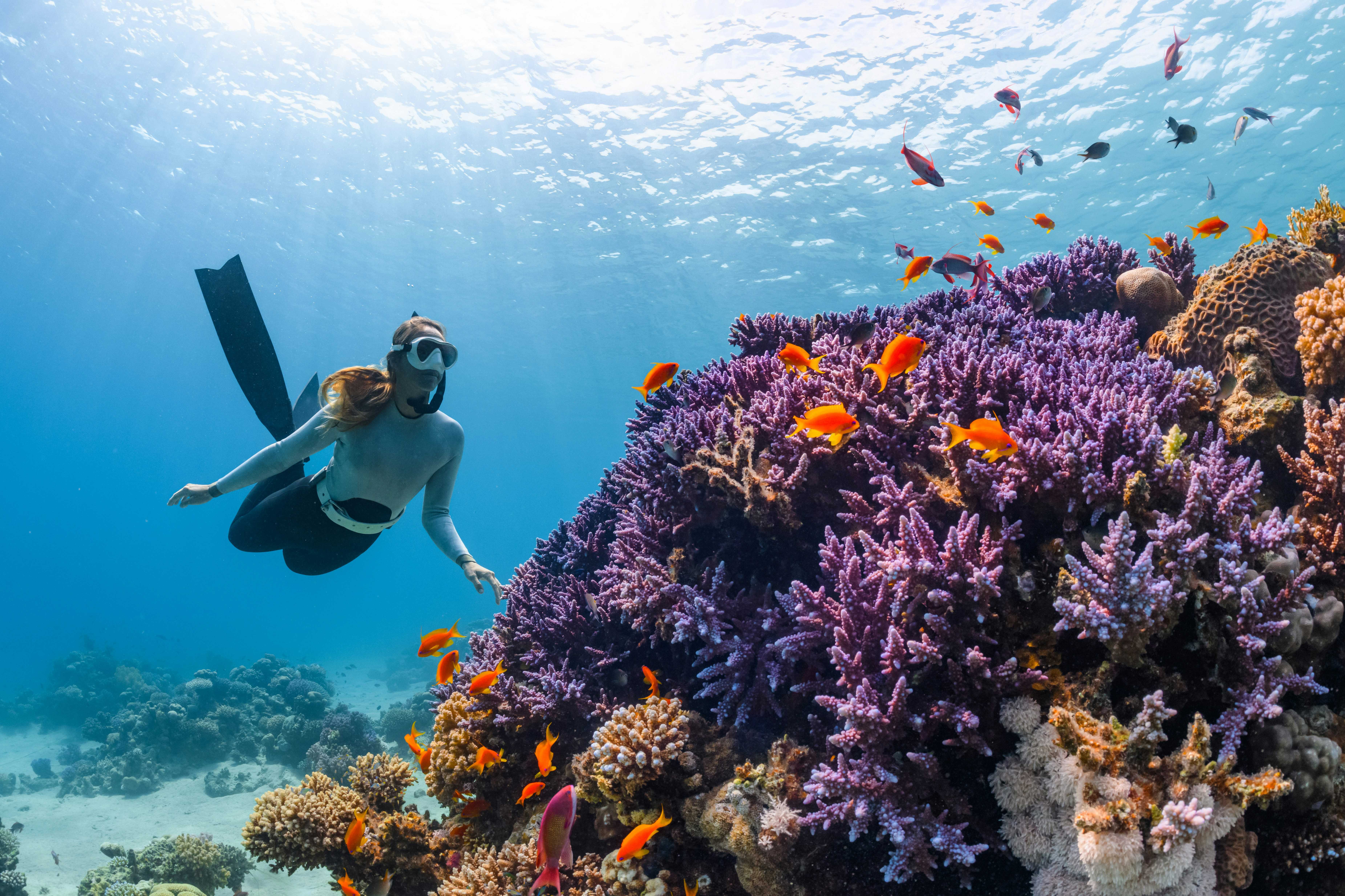 Scuba Diving Near Coral