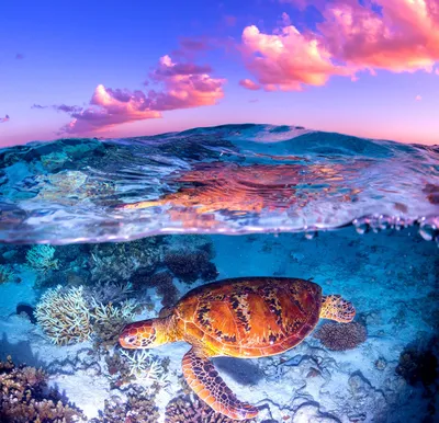 Dive into the Ocean