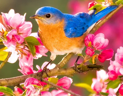 Eastern Bluebird on a Branch