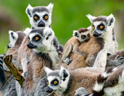 Ring-Tailed Lemurs