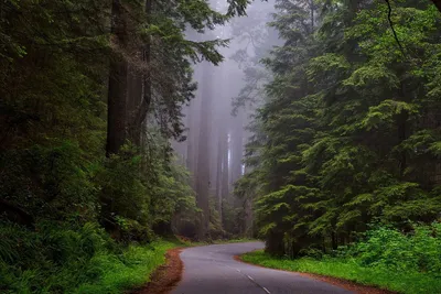 Misty Forest